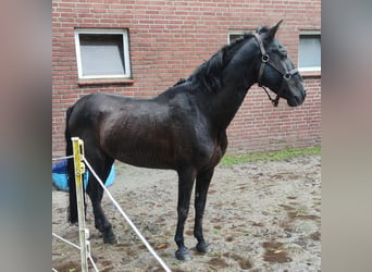 Andalusier, Hingst, 14 år, 155 cm, Svart