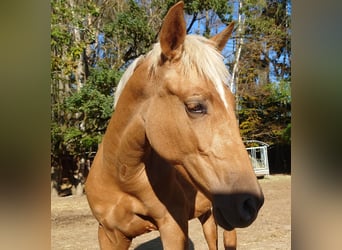 Andalusier, Hingst, 1 år, 140 cm, Palomino