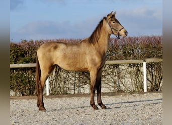 Andalusier, Hingst, 1 år, 145 cm, Black