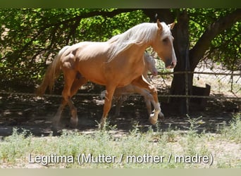 Andalusier, Hingst, 1 år, 145 cm, Cremello