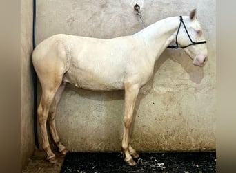 Andalusier, Hingst, 1 år, 150 cm, Cremello