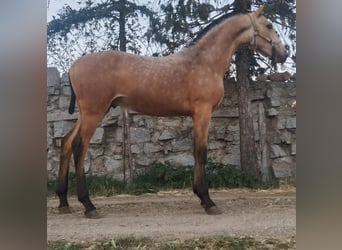 Andalusier Blandning, Hingst, 1 år, 150 cm, Gulbrun