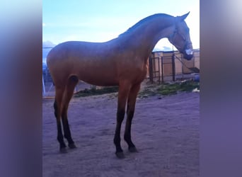 Andalusier Blandning, Hingst, 1 år, 150 cm, Gulbrun