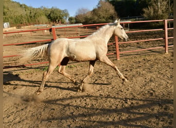 Andalusier Blandning, Hingst, 1 år, 160 cm, Palomino