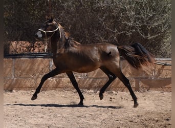 Andalusier, Hingst, 1 år, 160 cm, Svart