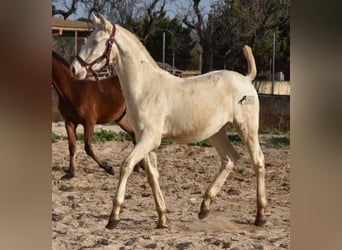 Andalusier, Hingst, 1 år, 162 cm, Perlino