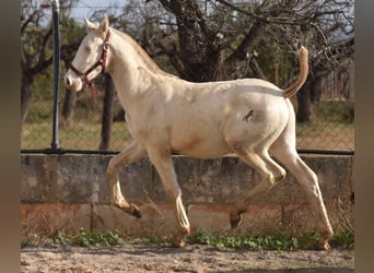 Andalusier, Hingst, 1 år, 162 cm, Perlino