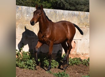 Andalusier, Hingst, 1 år, 165 cm, Brun