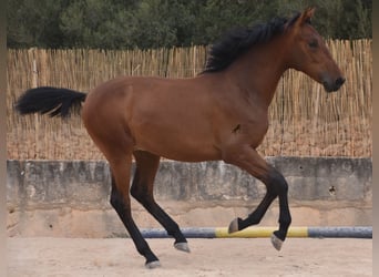 Andalusier, Hengst, 1 Jahr, 165 cm, Brauner