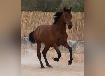 Andalusier, Hingst, 1 år, 165 cm, Brun