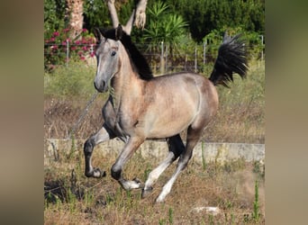 Andalusier, Hingst, 1 år, 165 cm, Grå