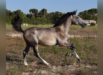 Andalusier, Hingst, 1 år, 165 cm, Grå