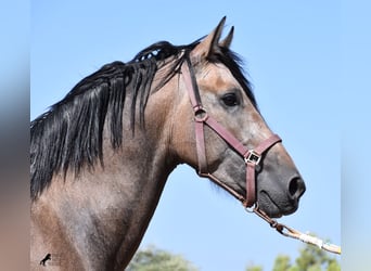 Andalusier, Hingst, 1 år, 165 cm, Grå-röd-brun