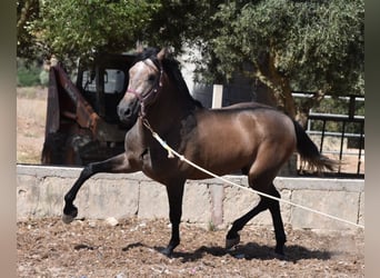 Andalusier, Hingst, 1 år, 165 cm, Grå-röd-brun