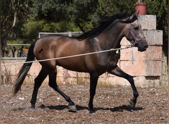 Andalusier, Hingst, 1 år, 165 cm, Grå-röd-brun