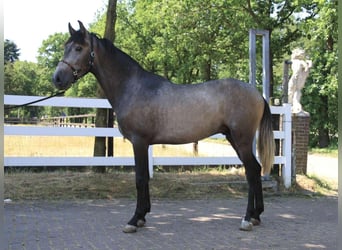 Andalusier, Hingst, 2 år, 150 cm, Grå-blå-brun
