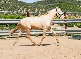 Andalusier, Hingst, 2 år, 152 cm, Perlino