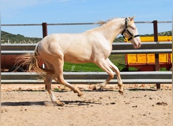 Andalusier, Hingst, 2 år, 152 cm, Perlino