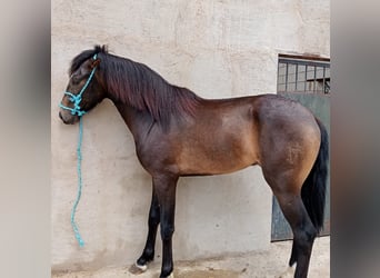 Andalusier, Hingst, 2 år, 153 cm, Gulbrun