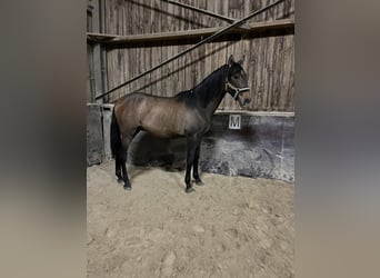 Andalusier, Hingst, 2 år, 155 cm, Grå-röd-brun