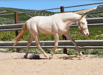 Andalusier, Hingst, 2 år, 156 cm, Perlino