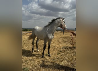 Andalusier, Hingst, 2 år, 157 cm, Grå