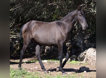Andalusier, Hingst, 2 år, 157 cm, Svart