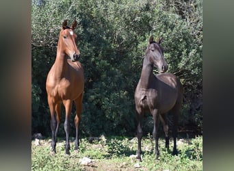 Andalusier, Hingst, 2 år, 157 cm, Svart