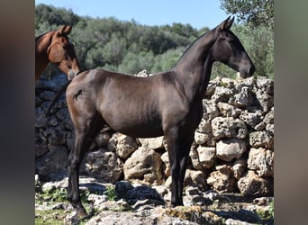 Andalusier, Hingst, 2 år, 157 cm, Svart