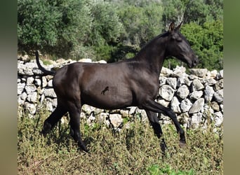 Andalusier, Hingst, 2 år, 157 cm, Svart