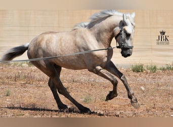 Andalusier, Hingst, 2 år, 158 cm, Kan vara vit