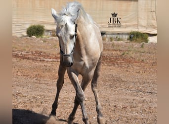 Andalusier, Hingst, 2 år, 158 cm, Kan vara vit