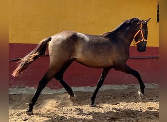 Andalusier, Hingst, 2 år, 159 cm, Brun