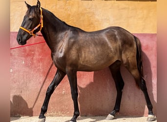 Andalusier, Hingst, 2 år, 159 cm, Brun