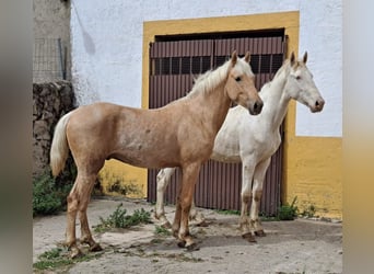 Andalusier, Hingst, 2 år, 160 cm, Palomino