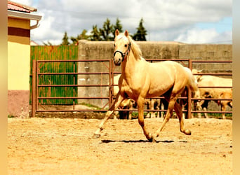 Andalusier, Hingst, 2 år, 160 cm, Palomino