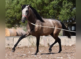 Andalusier, Hingst, 2 år, 162 cm, Gulbrun