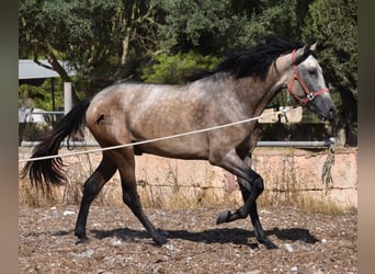 Andalusier, Hingst, 2 år, 162 cm, Gulbrun