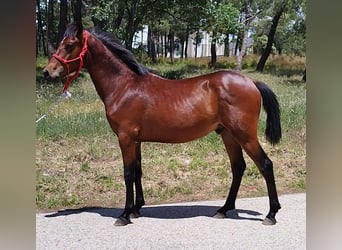 Andalusier, Hingst, 2 år, 165 cm, Brun