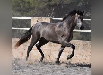 Andalusier, Hingst, 2 år, 166 cm, Grå