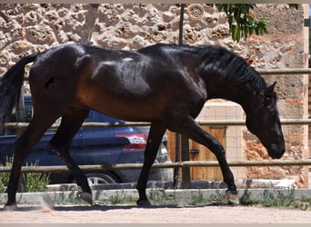 Andalusier, Hingst, 2 år, 168 cm, Svart