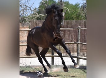 Andalusier, Hingst, 2 år, 168 cm, Svart