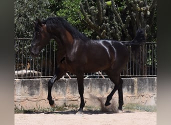 Andalusier, Hingst, 2 år, 168 cm, Svart