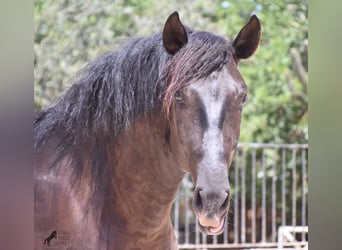 Andalusier, Hingst, 2 år, 168 cm, Svart