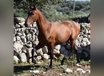 Andalusier, Hingst, 2 år, 170 cm, Brun