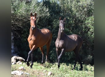 Andalusier, Hingst, 2 år, 170 cm, Brun