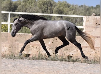 Andalusier, Hingst, 2 år, 171 cm, Grå