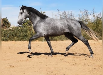 Andalusier, Hengst, 2 Jahre, Schimmel