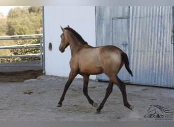 Andalusier, Hingst, 2 år, Gulbrun