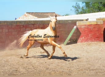 Andalusier, Hingst, 3 år, 149 cm, Palomino